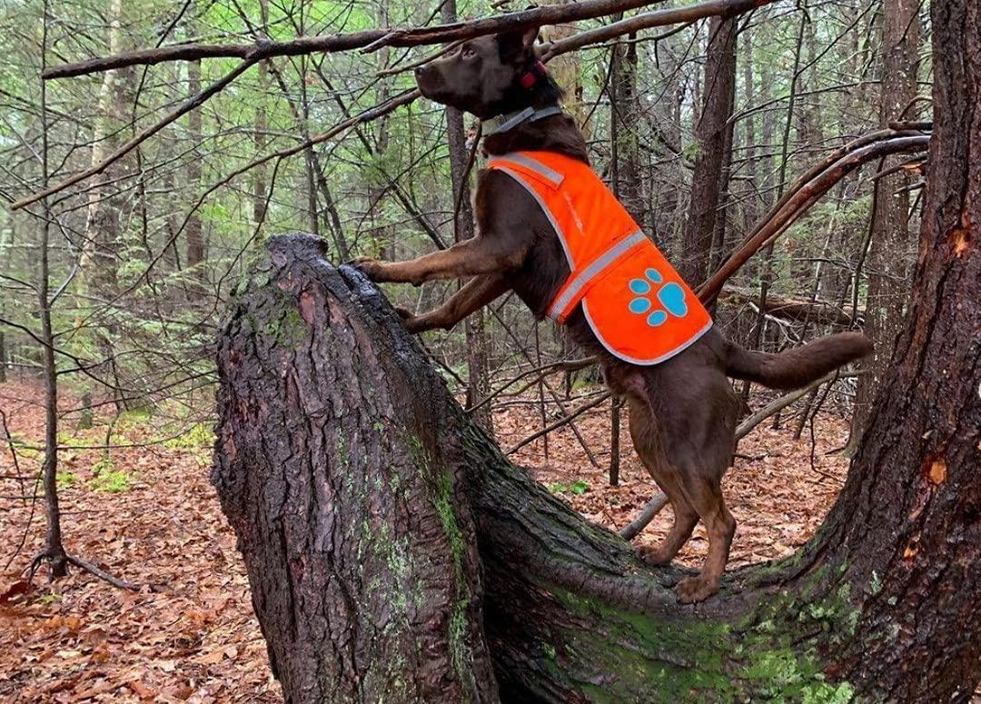 SafetyPUP XD Hi-Visibility Fluorescent Blaze Orange Dog Vest (Medium) For Pet With Love