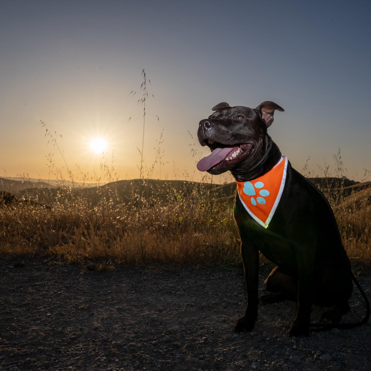 SafetyPUP XD Hi Visibility Reflective Blaze Orange Bandana for Pets LARGE For Pet With Love