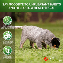 Load image into Gallery viewer, Vet Promise NO POO Advanced Coprophagia Stool Eating Deterrent for Dogs. Probiotics & Digestive Enzymes Supplement. Made in USA. 120 Soft Chews