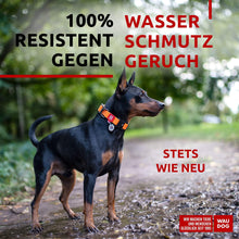 Load image into Gallery viewer, WAUDOG Adjustable Waterproof Dog Collar with Durable Metal Clasp and QR Dog Tag ORANGE SMALL