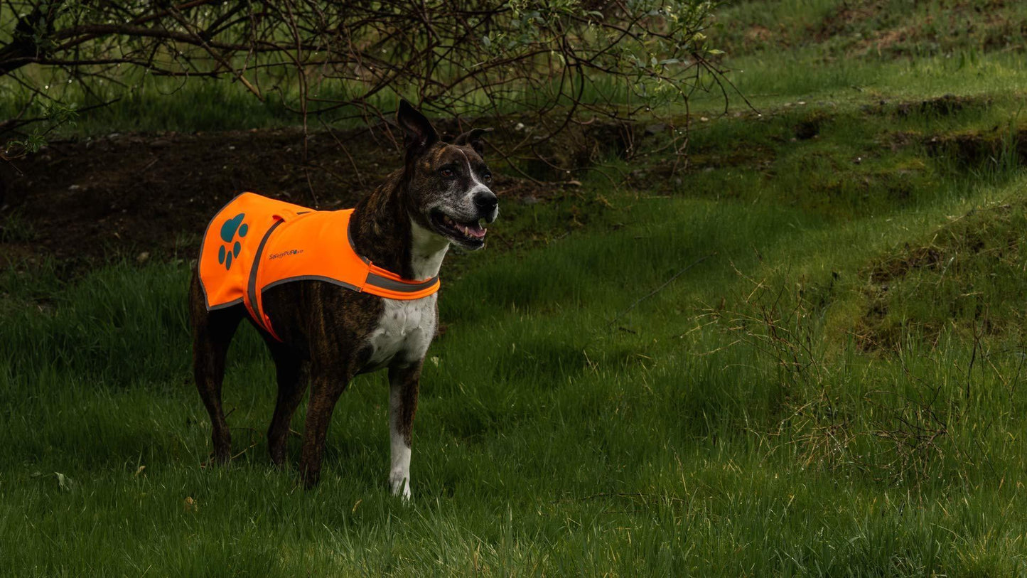 SafetyPUP XD Waterproof Hi Visibility Reflective Blaze Orange Dog Jacket with Light Fleece Lining LARGE For Pet With Love