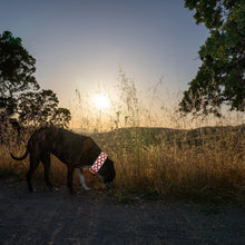 Load image into Gallery viewer, SafetyPUP XD Reflective Hi Vis Dog Collar. Fluorescent Blaze Orange. MEDIUM For Pet With Love