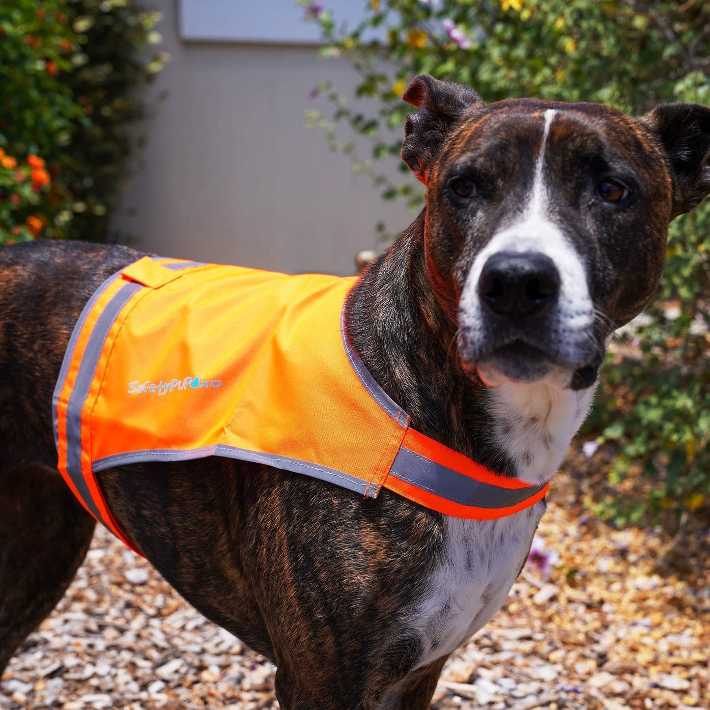 SafetyPUP XD Reflective HiVis Blaze Orange Fluorescent Dog Safety Vest (MEDIUM) For Pet With Love