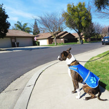 Load image into Gallery viewer, SafetyPUP XD Reflective HiVis Blue Fluorescent Dog Safety Vest (X-LARGE)