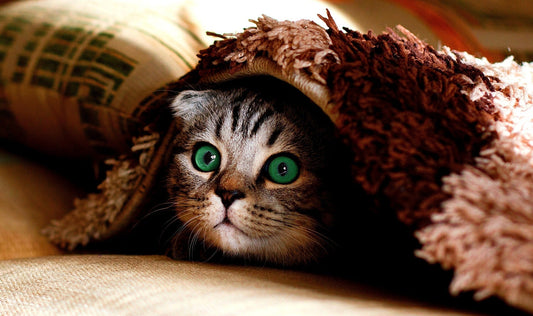 Cat Health and Wellness: A Complete Guide to Keeping Your Feline Friend Happy and Healthy