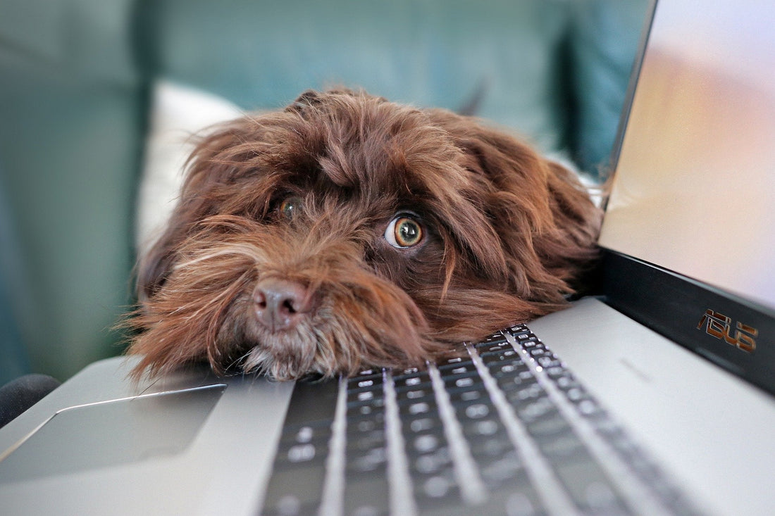 How to Stop Dog Anxiety Naturally (2026 Guide)