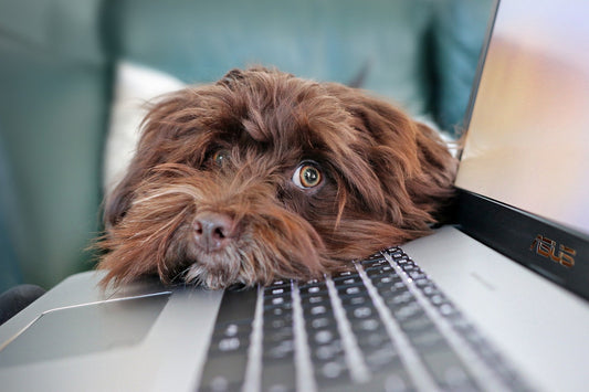 How to Stop Dog Anxiety Naturally (2026 Guide)