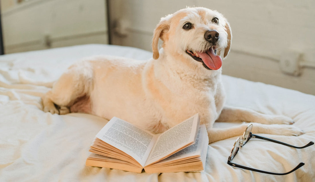 Best Dog Treats for Sensitive Stomachs (2026 Guide)