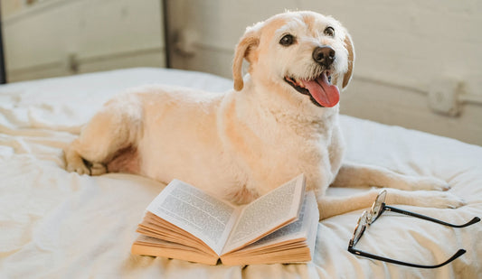 Best Dog Treats for Sensitive Stomachs (2026 Guide)