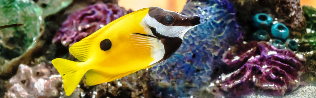Aquarium Supplies Guide: Everything You Need for a Healthy and Beautiful Fish Tank