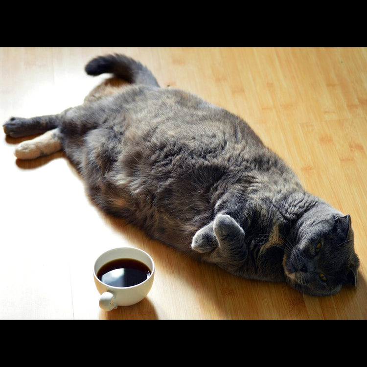 Gourmeow Cafe' For Pet With Love
