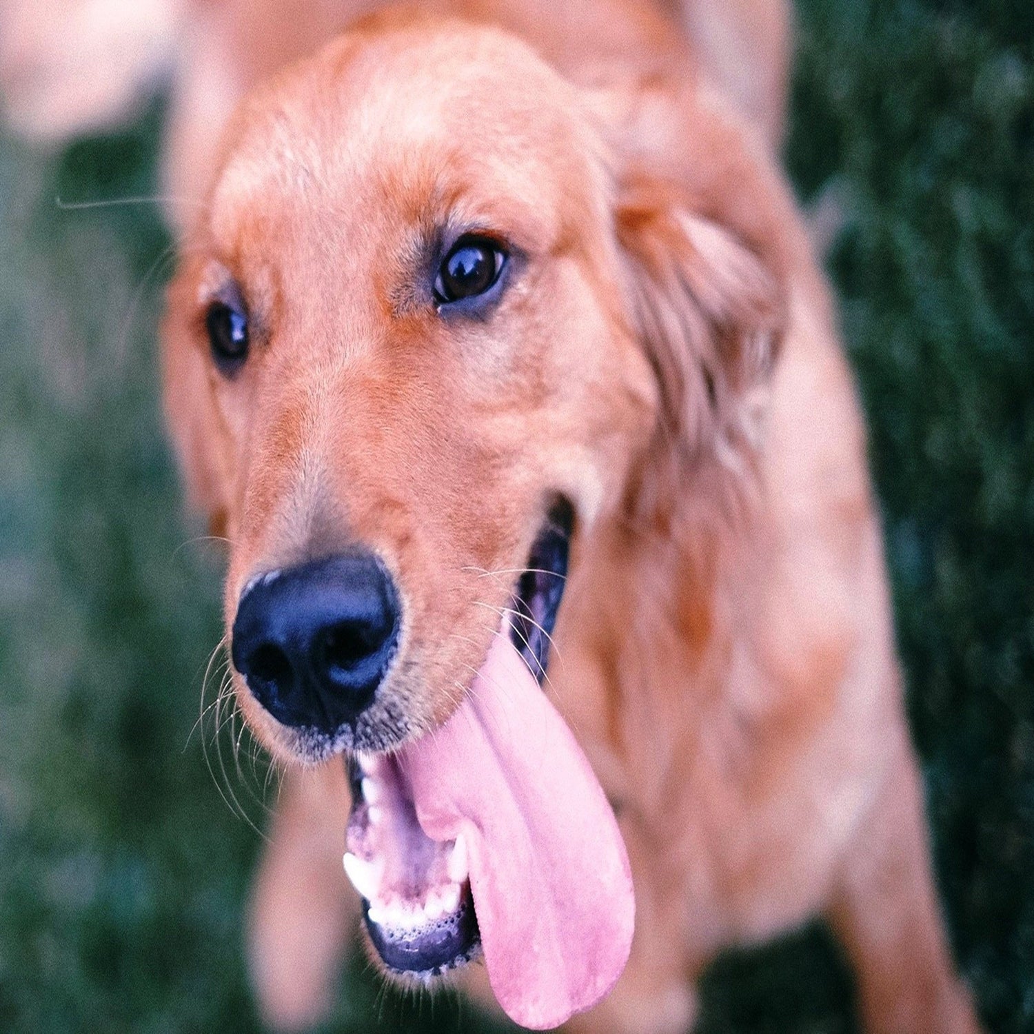 Hound And Seek For Pet With Love