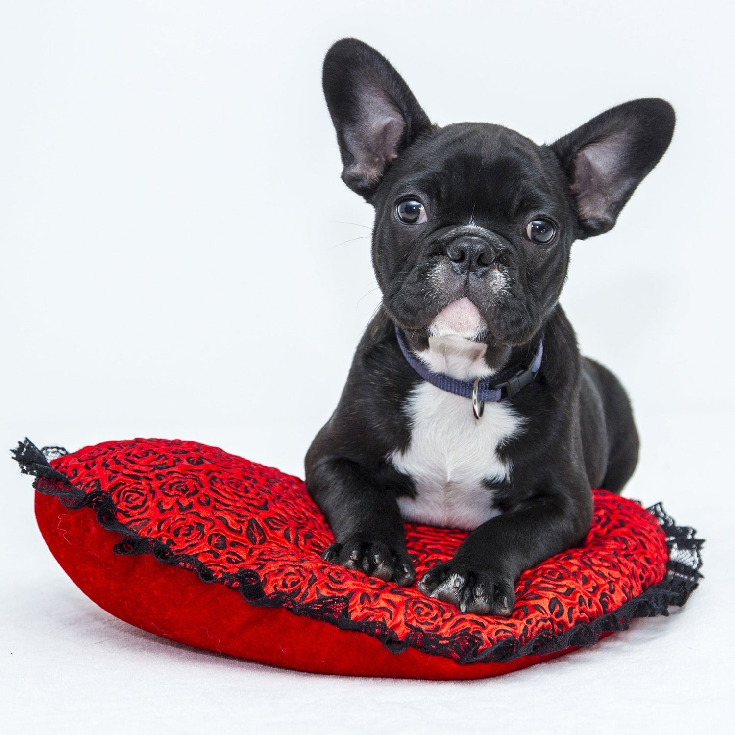 Lay Z Pooch (Dog Beds) For Pet With Love