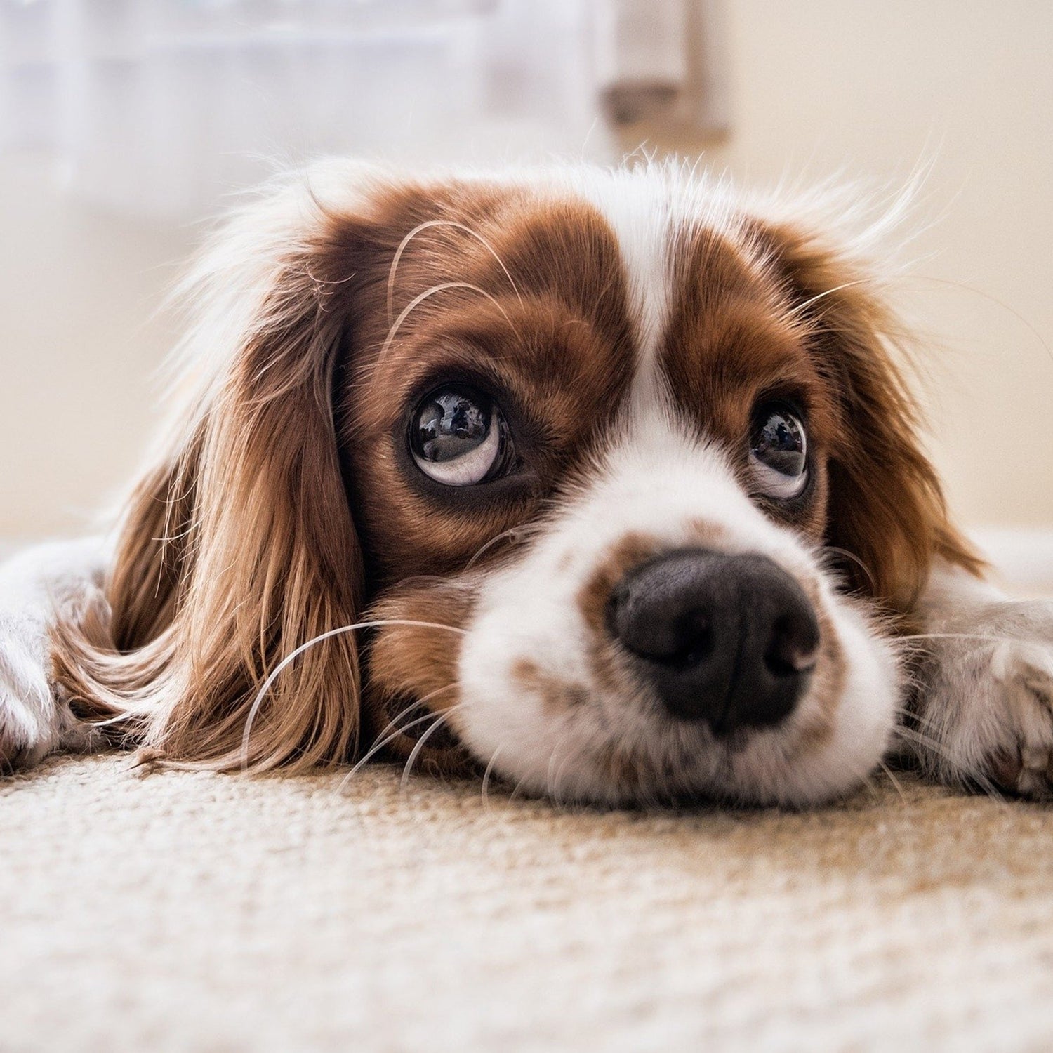 Paw 'N Shop For Pet With Love