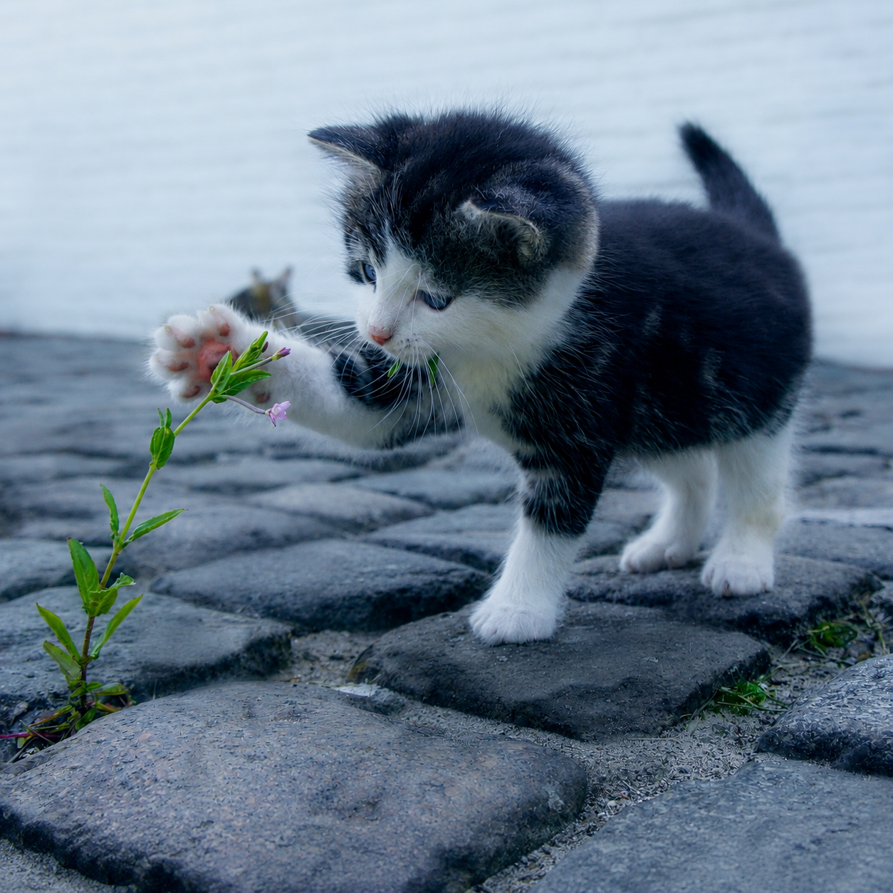 Playtime! For Pet With Love