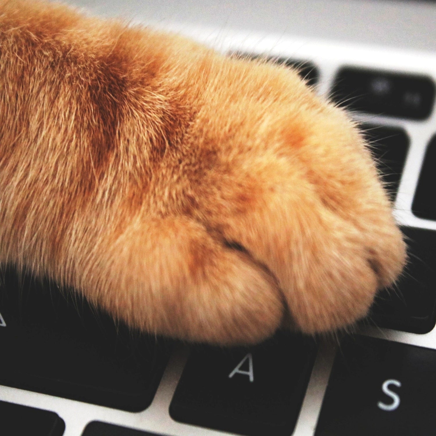 Purr Shop For Pet With Love