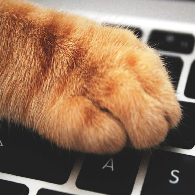 Purr Shop For Pet With Love