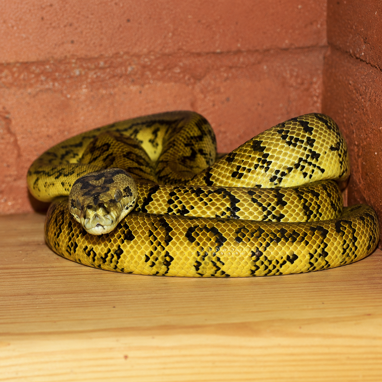 Slytherin House For Pet With Love