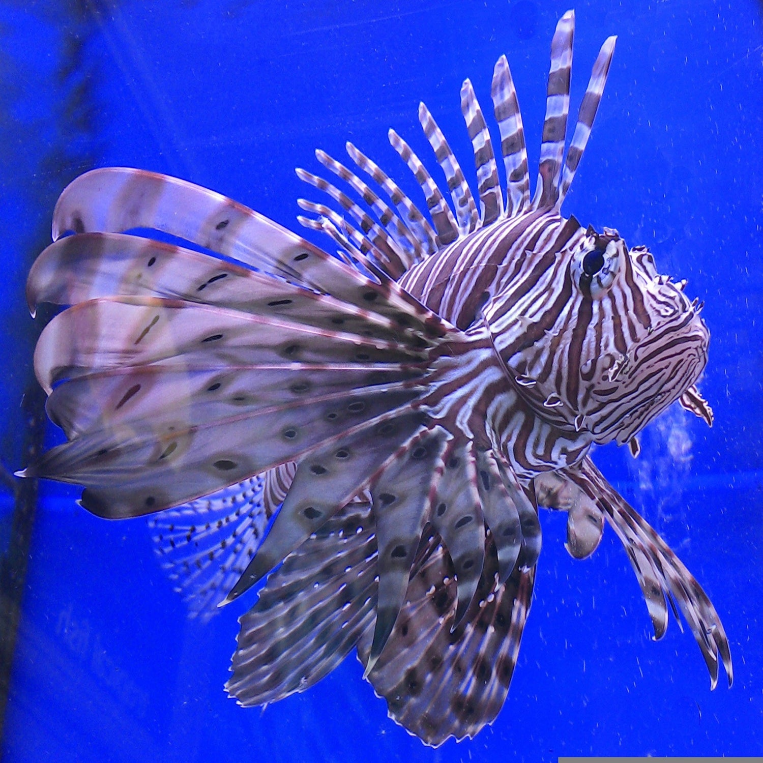 Something Fishy For Pet With Love