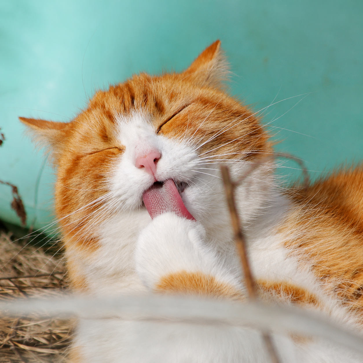 Treat me meow! For Pet With Love