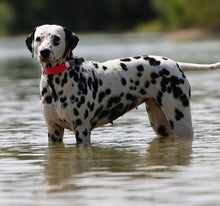 Load image into Gallery viewer, Eyenimal Dog Videocam Black / Gray 3.4 x 1 x 1
