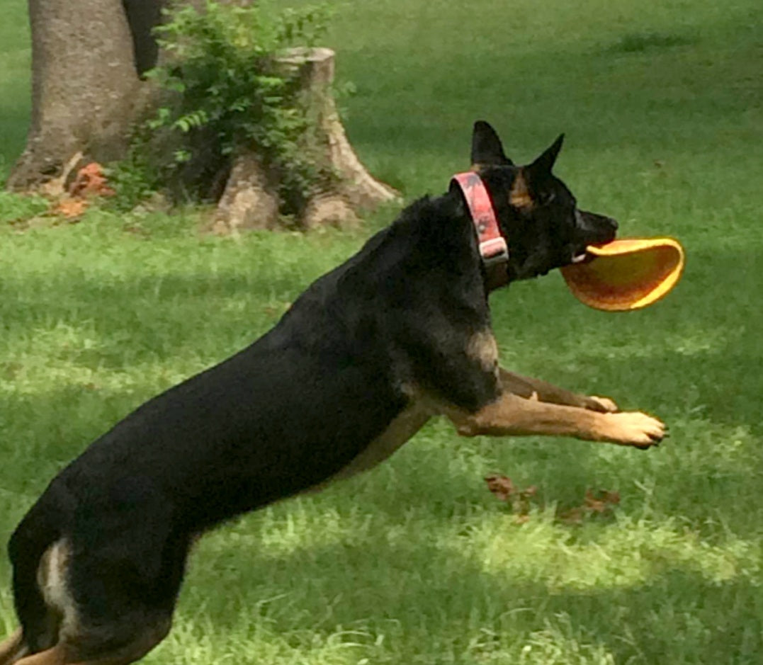 Ruff Dawg K9 Flyer Jr Dog Toy Assorted Colors 5.5 x 5.5 x 0.2 For Pet With Love