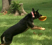 Load image into Gallery viewer, Ruff Dawg K9 Flyer Jr Dog Toy Assorted Colors 5.5 x 5.5 x 0.2 For Pet With Love
