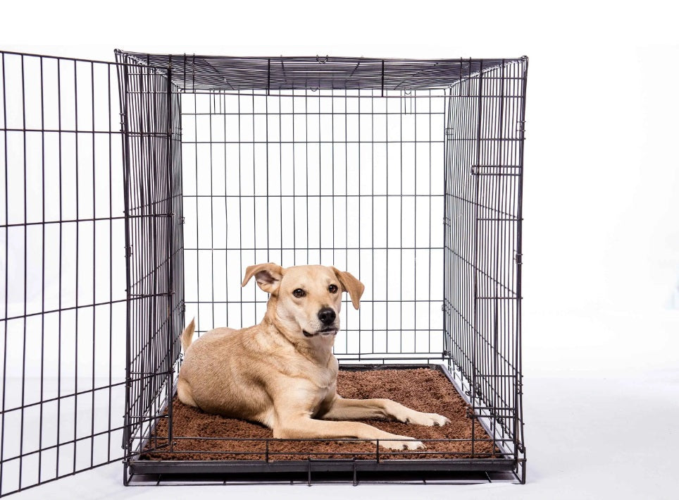 DGS Pet Products Dirty Dog Door Mat Small Brown 23 x 16 x 2 For Pet With Love