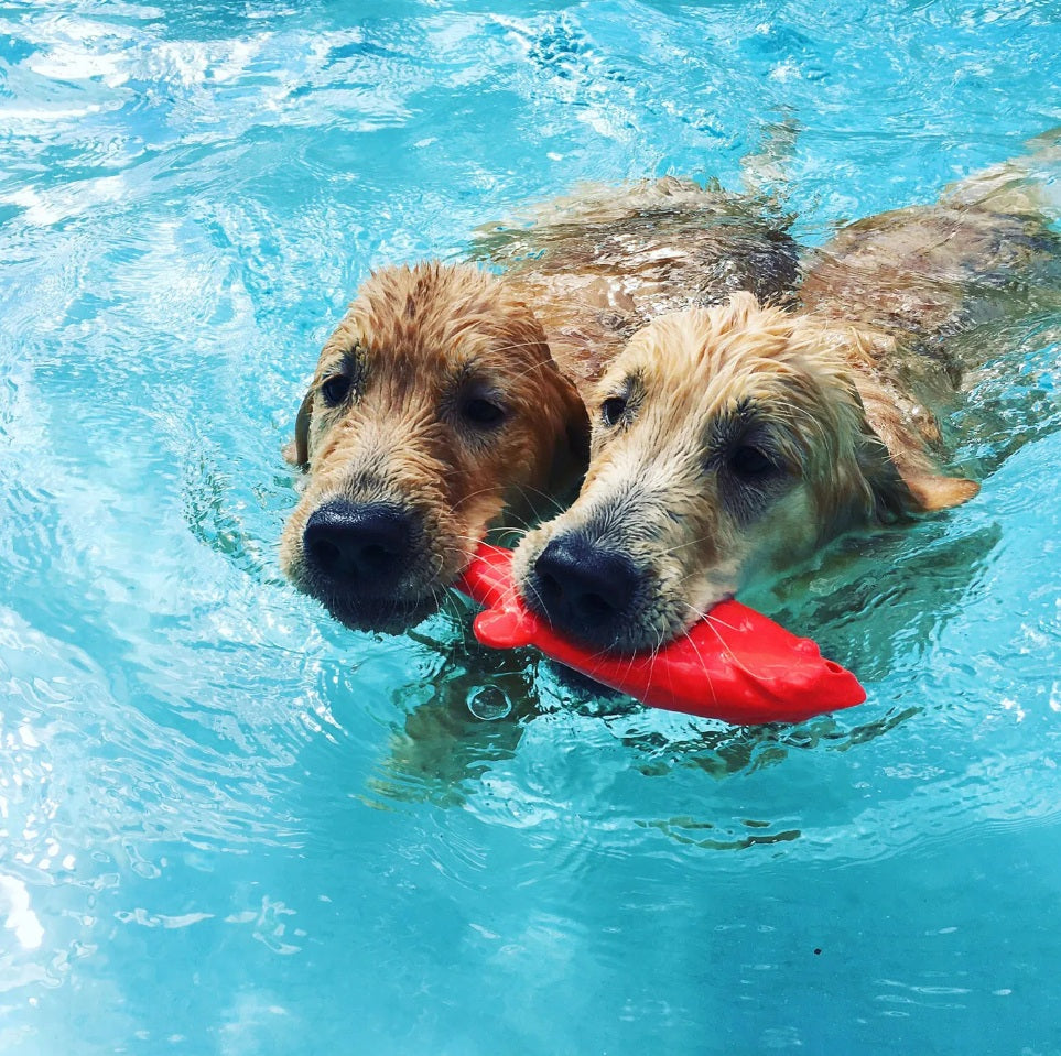 Ruff Dawg Flying Fish Dog Toy 9.5 x 3 x 1 For Pet With Love
