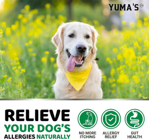 YUMA'S Advanced Allergy Itching Skin Relief for Dogs. Dry Skin & Hot Spots Treatment with Omega 3 Fish Oil. 170 Chews