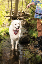 Load image into Gallery viewer, DGS Pet Products Unbugz-It Bandana Large Square Red 13 x 8 x 0.1
