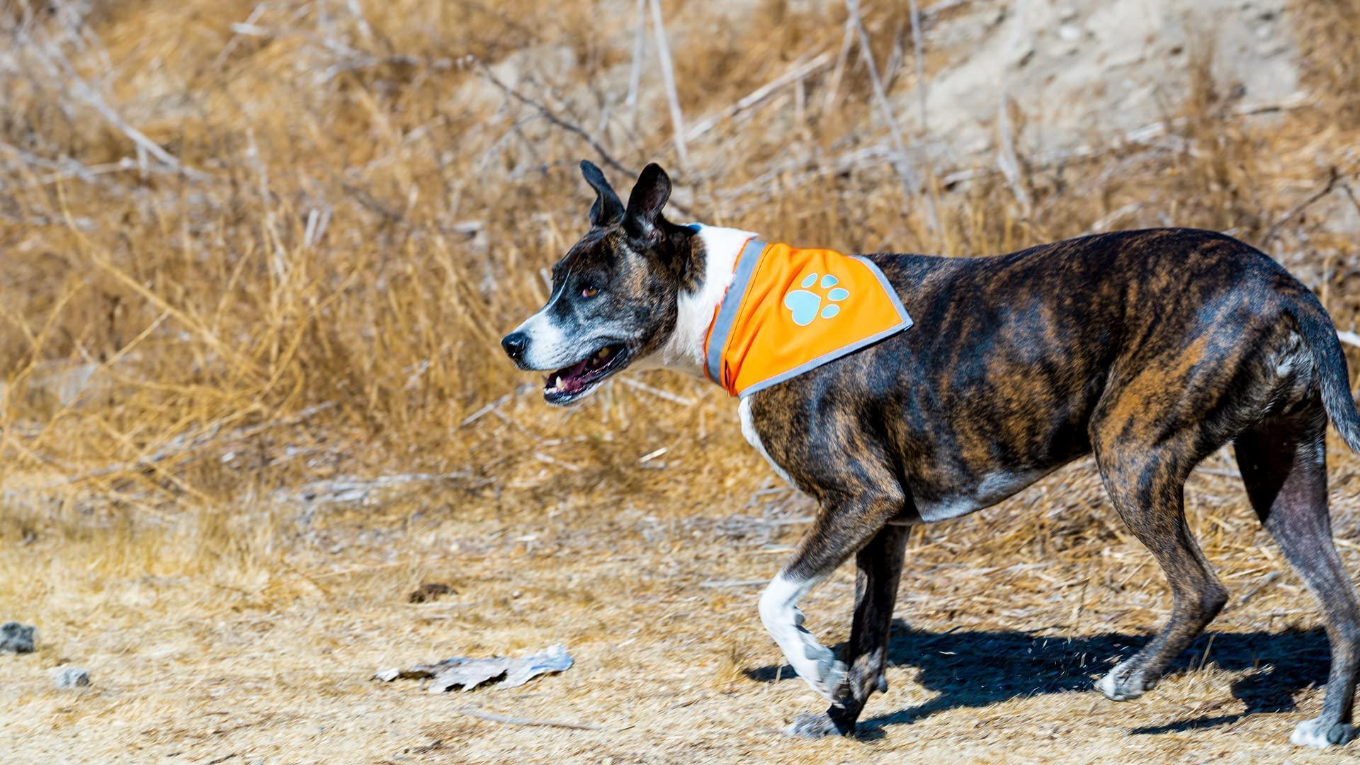 SafetyPUP XD Hi Visibility Reflective Blaze Orange Bandana for Pets  MEDIUM For Pet With Love