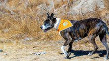 Load image into Gallery viewer, SafetyPUP XD Hi Visibility Reflective Blaze Orange Bandana for Pets  XLARGE
