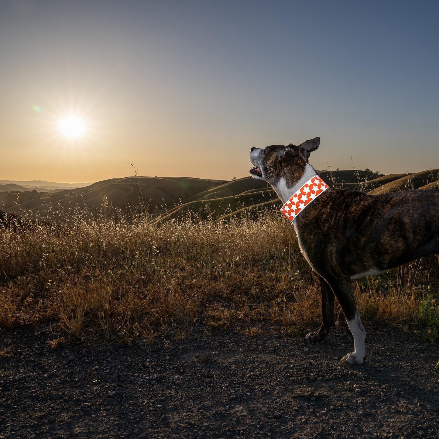 SafetyPUP XD Hi Vis Reflective Dog Collar. Fluorescent Blaze Orange. SMALL For Pet With Love