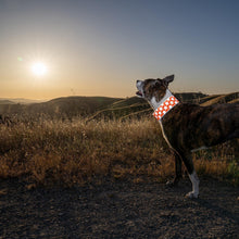 Load image into Gallery viewer, Reflective Dog Collar. Fluorescent Blaze Orange with Adjustable Fastener for
