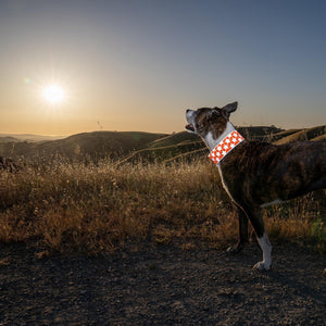 Reflective Dog Collar. Fluorescent Blaze Orange with Adjustable Fastener for