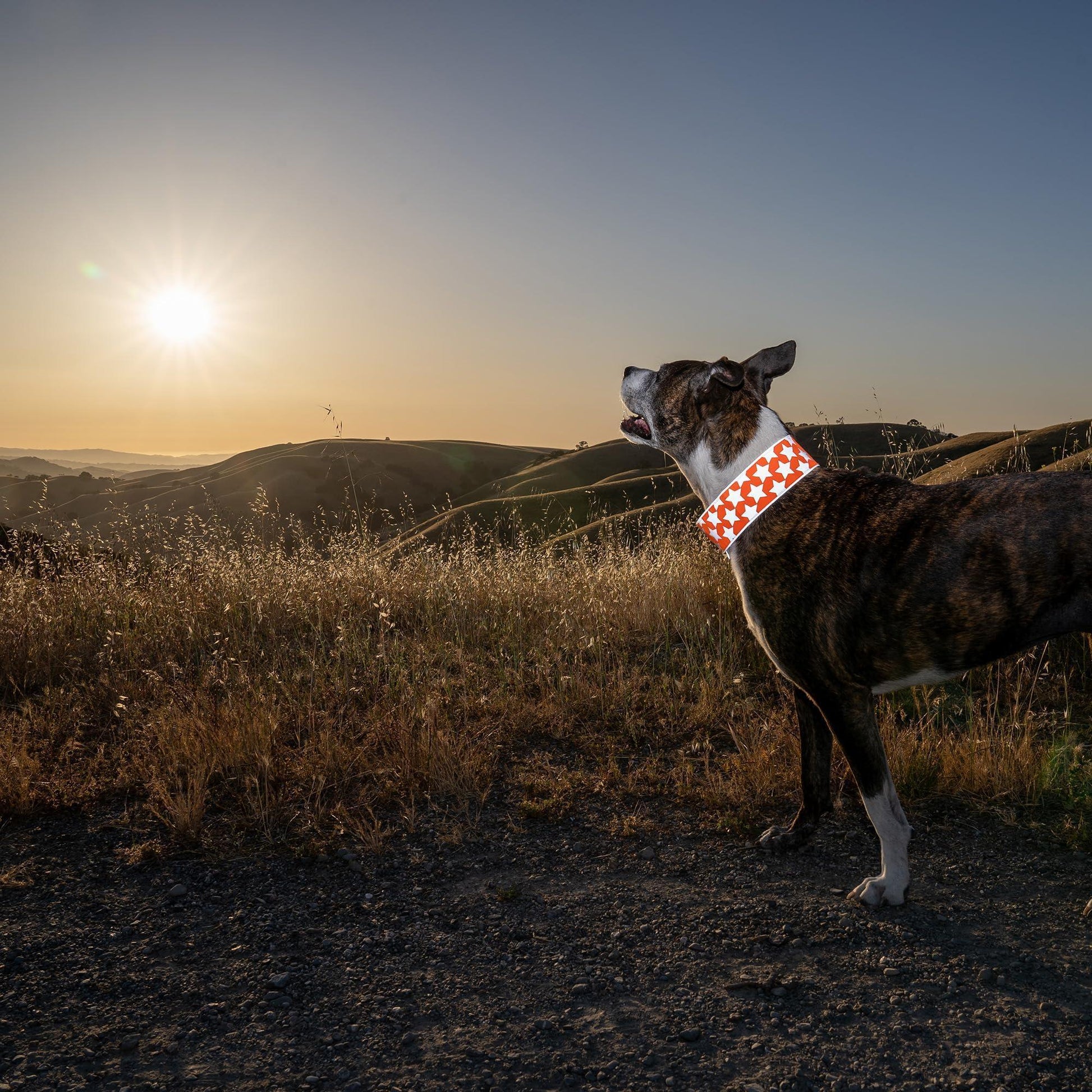 SafetyPUP XD Reflective Hi Vis Dog Collar. Fluorescent Blaze Orange. MEDIUM For Pet With Love
