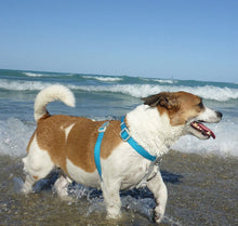 Load image into Gallery viewer, Coastal Pet Pro Waterproof Dog Harness 3/4 Aqua
