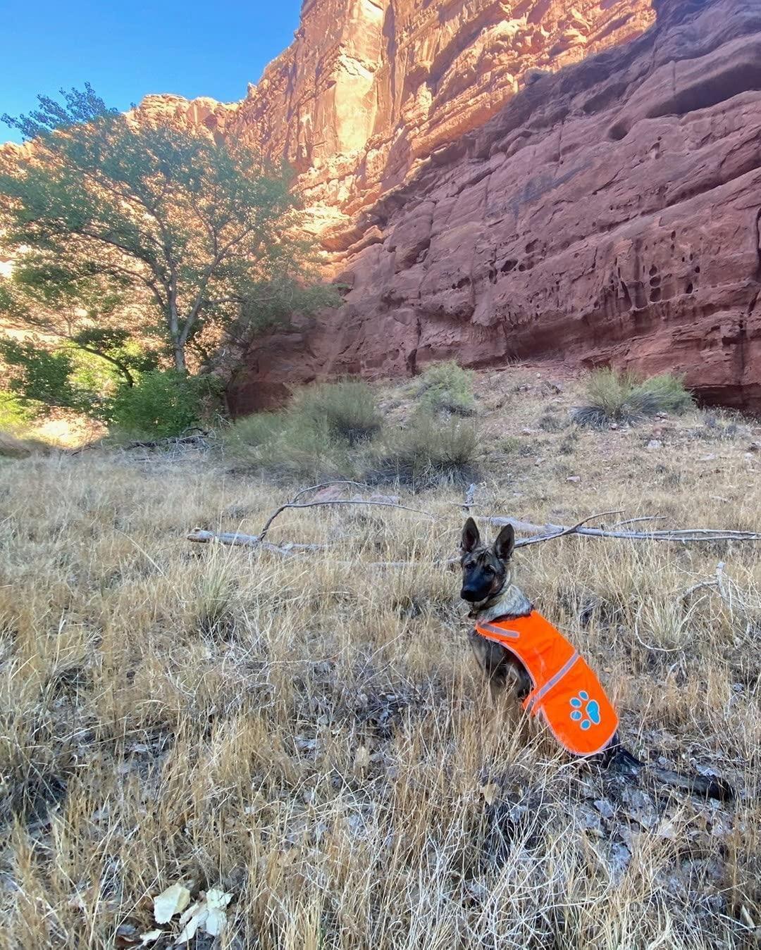 SafetyPUP XD Hi-Visibility Fluorescent Blaze Orange Dog Vest (Large) For Pet With Love