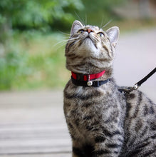 Load image into Gallery viewer, Coastal Pet New Earth Soy Breakaway Cat Collar Cranberry Red
