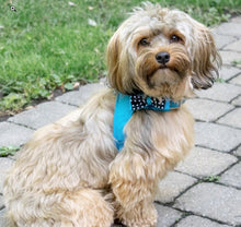 Load image into Gallery viewer, Coastal Pet Accent Microfiber Dog Harness Boho Blue with Polka Dot Bow
