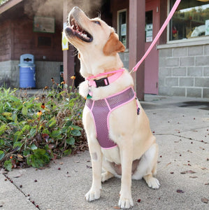 Coastal Pet Comfort Soft Sport Wrap Adjustable Dog Harness Pink