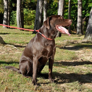 Coastal Pet Rope Slip Lead Blue