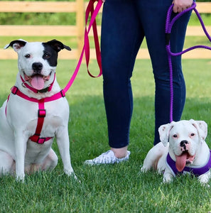 Coastal Pet Single-Ply Nylon Dog Leash Bright Pink