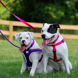 Coastal Pet Single-Ply Nylon Dog Leash Bright Pink