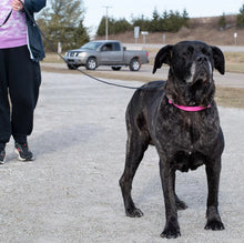 Load image into Gallery viewer, Coastal Pet Train Right Cotton Web Dog Training Leash Black
