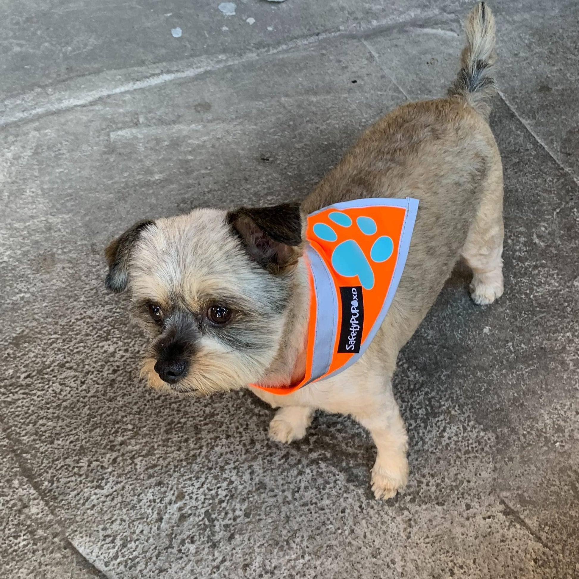 SafetyPUP XD HiVisibility Reflective Blaze Orange Dog Bandana  SMALL For Pet With Love