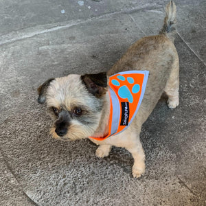 SafetyPUP XD HiVisibility Reflective Blaze Orange Dog Bandana  SMALL
