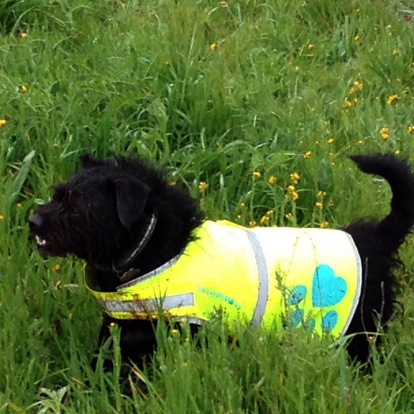 SafetyPUP XD HiVis Dog Safety Reflective Vest  Neon Yellow  SMALL For Pet With Love