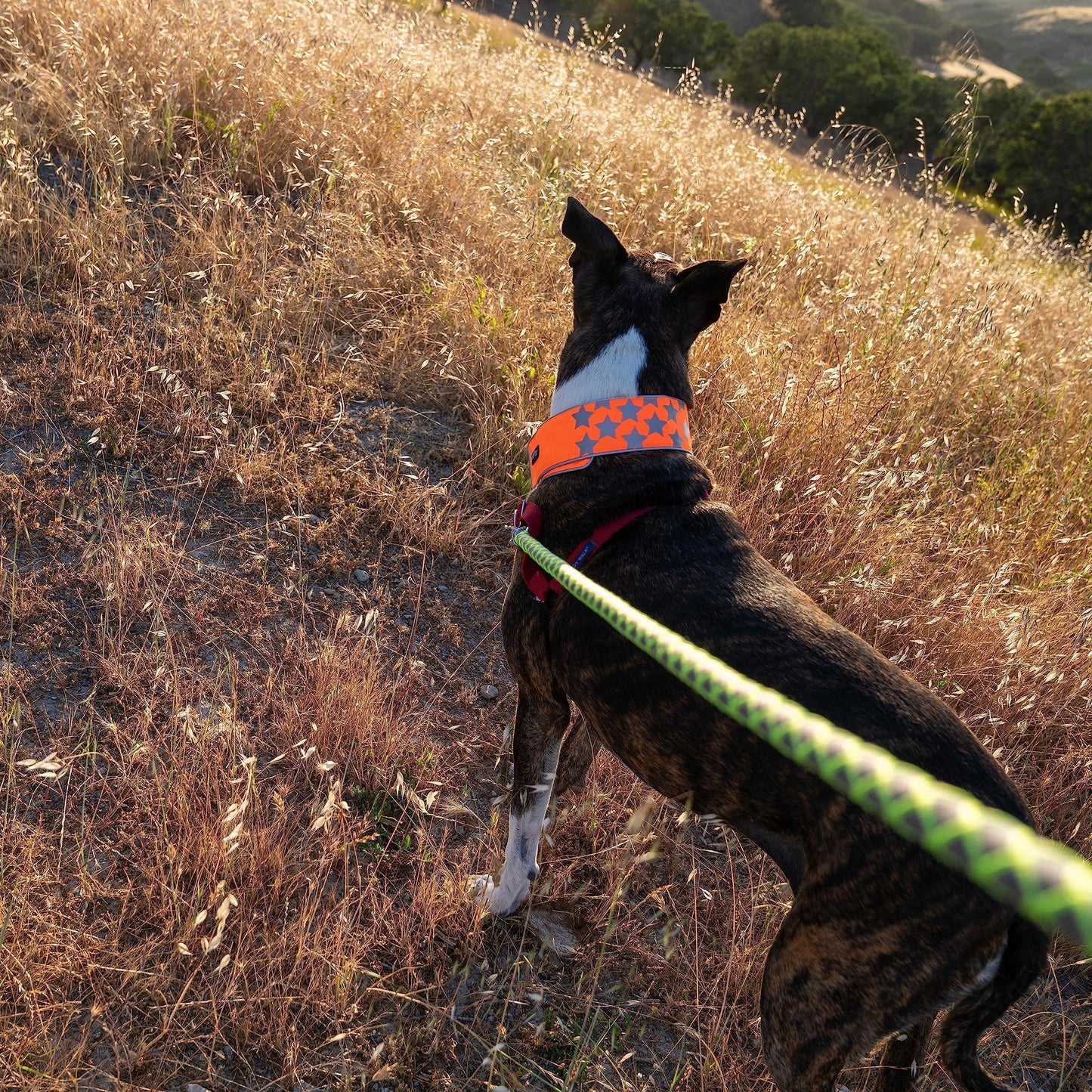 SafetyPUP XD Reflective Hi Vis Dog Collar. Fluorescent Blaze Orange. MEDIUM For Pet With Love